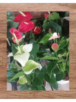 Anthurium