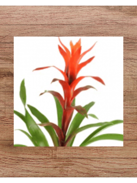 Bromelia vase