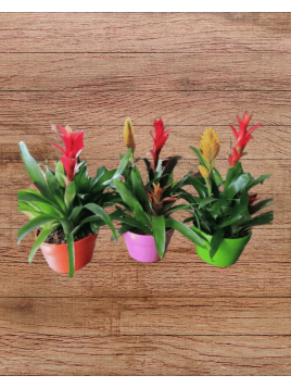 Bromelia coupe 3 pieds