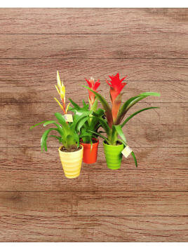 Bromelia (petit)