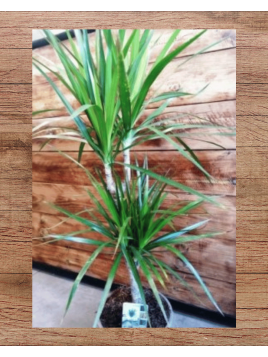 Dracena marginata