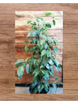 Ficus benjamina