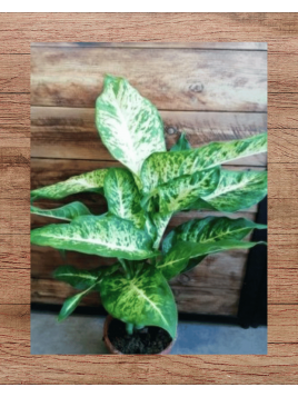 Dieffenbachia